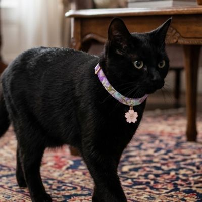 Chat noir élégant marchant dans un salon avec collier pour chaton floral violet