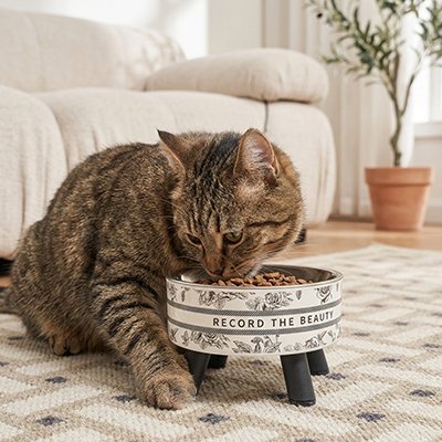 Chat tigre mangeant croquettes dans gamelle