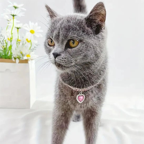 Chat gris avec un collier pour chat à pendentif cœur rose.