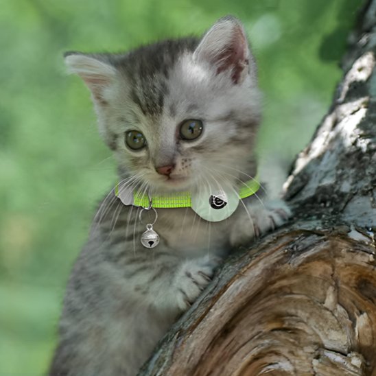 Chaton gris avec collier GPS chat vert lumineux et clochette.