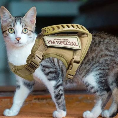 Harnais Chat kaki porte par un chat
