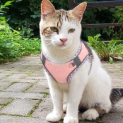 Un chat blanc et marron avec un harnais chat rose