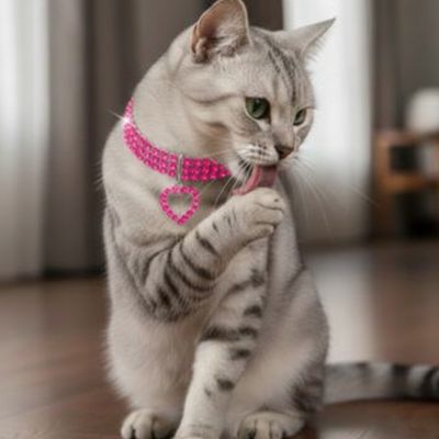 chat assise sur le plancher mettant en valeur l'éclat de son collier pour chat rose