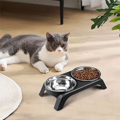 Chat bicolore à côté de la gamelle surélevée inox