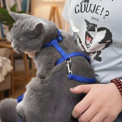 harnais pour chat bleu avec Chat gris tenu par une personne