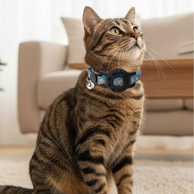 chat tigre portant collier GPS chat bleu assise au salon sur un tapis moelleux