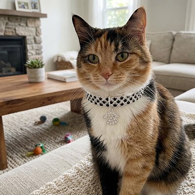 Chat Calico collier chat noir et blanc pendentif patte au salon.

