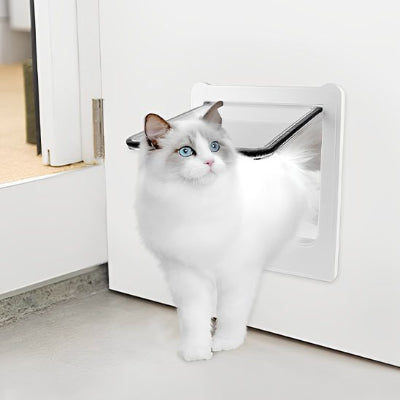 Chat Ragdoll blanc aux yeux bleus utilisant une chatière pour chat moderne.