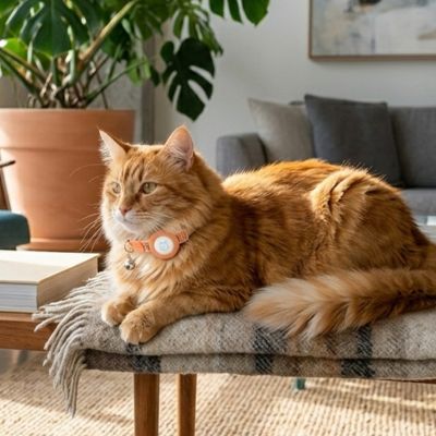 Chat à poils longs avec GPS Chat orange  dans un salon moderne, grande plante verte, lumière naturelle.