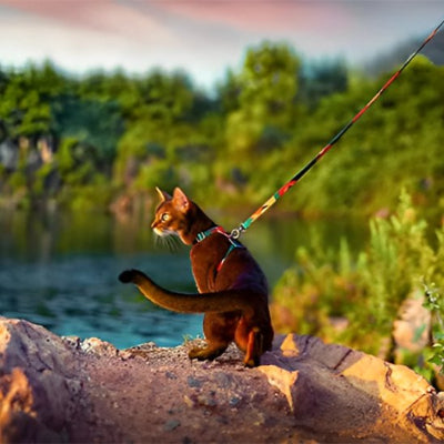 Chat abyssin avec harnais pour chat multicolore explorant la forêt.
