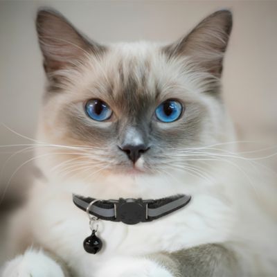 Chat aux yeux bleu portant un collier pour chat noir reflechissant