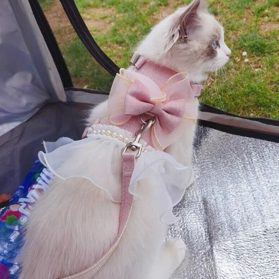 Chat avec harnais chat rose robe regardant de loin