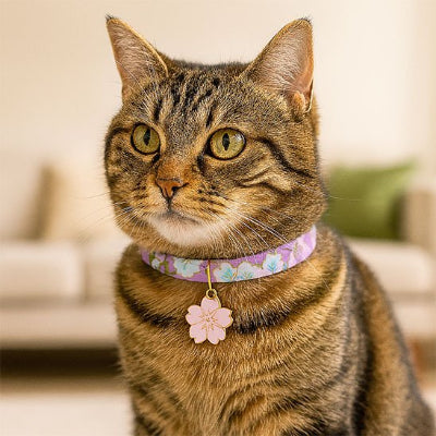Chat bicolore avec un collier pour  chaton violet et pendentif fleur.
