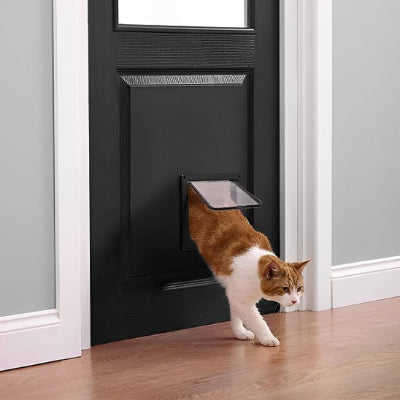 Chat bicolore franchissant une chatière sur porte d'entrée noire.
