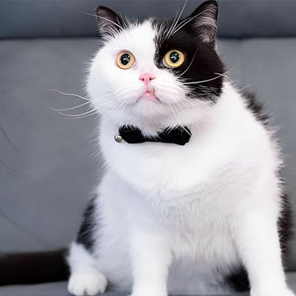 Chat bicolore portant un collier pour chat avec nœud papillon noir élégant.