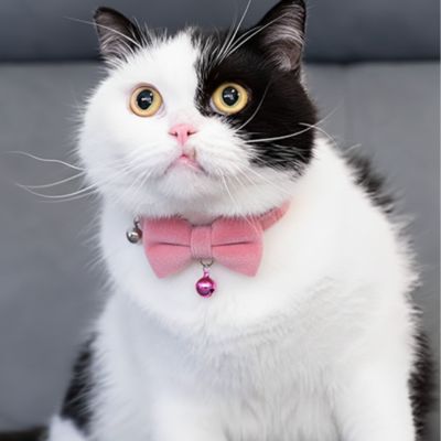 Chat bicolore portant un collier pour chat avec nœud papillon rose élégant.