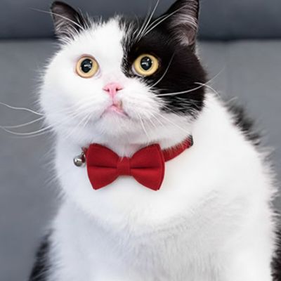 Chat bicolore portant un collier pour chat petit nœud papillon rouge élégant.