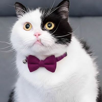Chat bicolore portant un collier pour chat petit nœud papillon violet élégant.