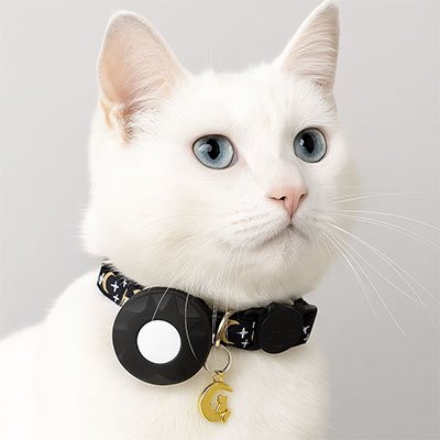 Chat blanc aux yeux bleu avec collier GPS chat noir lune attentif.
