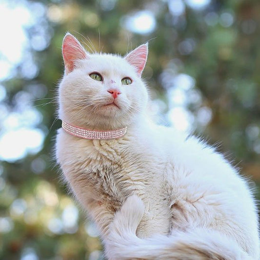 Chat blanc avec collier chat strass rose dehors en plein en air.