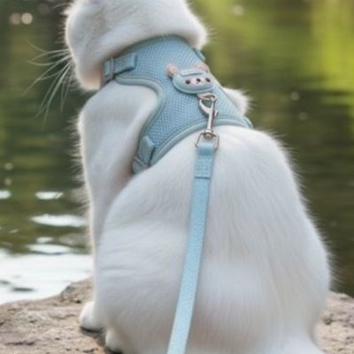 Chat blanc avec harnais chat bleu au bord de l'eau.
