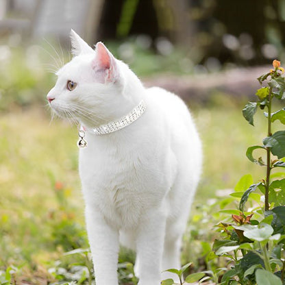 Chat blanc collier brillant clochette extérieur verdoyant regard doux.