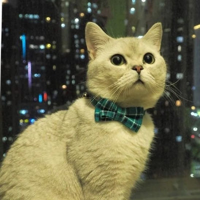 Chat-blanc-crème-avec-collier-pour-chat-avec-nœud-papillon-vert-quadrillé-assise.