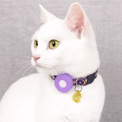 Chat-blanc-de-profil-portant-un-collier-GPS-chat-violet.