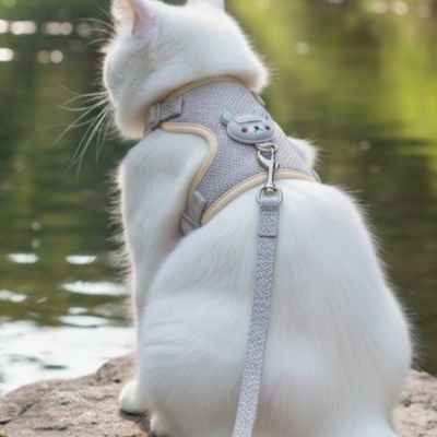 Chat blanc en harnais chat gris vue de dos.
