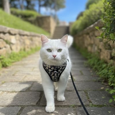 Chat blanc en promenade portant un joli harnais chat noir fleuri.