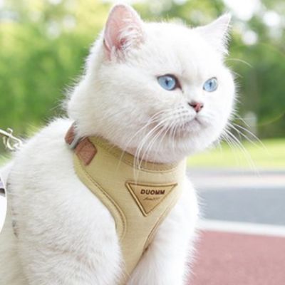 Chat blanc porta harnais pour chat beige regarde au loin