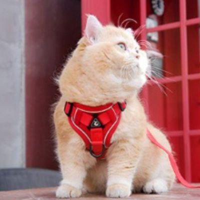 Chat creme portant un harnais chat rouge avec laisse assis