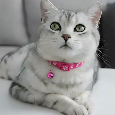 Chat gris aux yeux verts avec collier pour chat rose