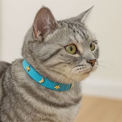 Chat gris porte un collier pour chat bleu étoiles dorées et lune.

