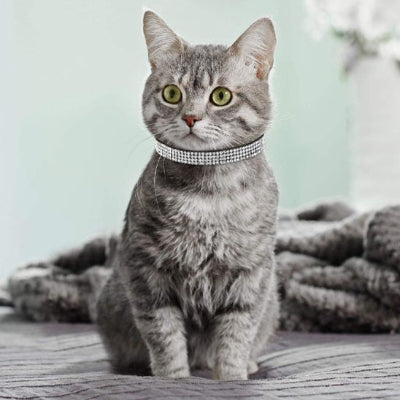 Chat gris tigré avec collier chat strass assis au sol