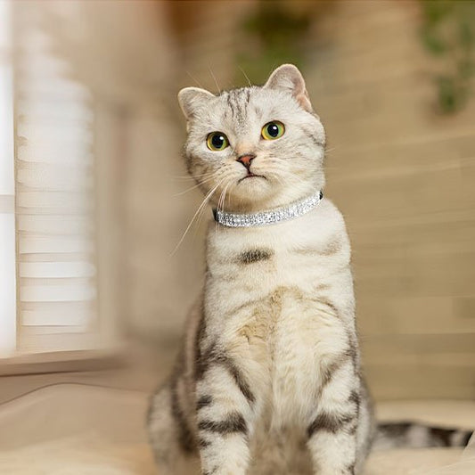 Chat gris tigré collier chat noir strass yeux jaunes regard direct.