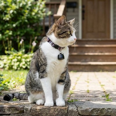 Chat gris tigre avec un traceur GPS chat noir clochette extérieur.