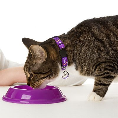Chat mangeant dans un bol avec collier GPS chat violet.