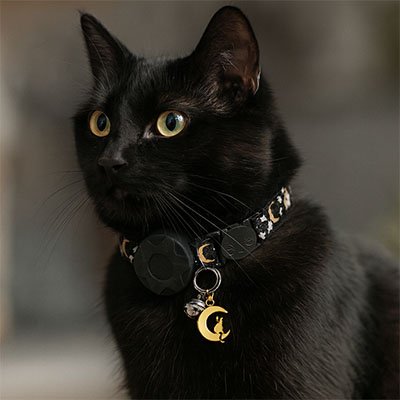 Chat noir curieux avec collier GPS chat noir motifs lune.