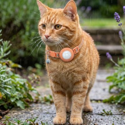 Chat portant un collier GPS Chat orange sous une petite pluie fine gouttes d'eau sur le pelage.