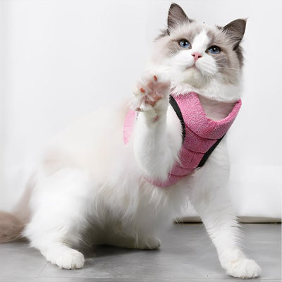 Chat ragdoll blanc avec harnais rose levant la patte