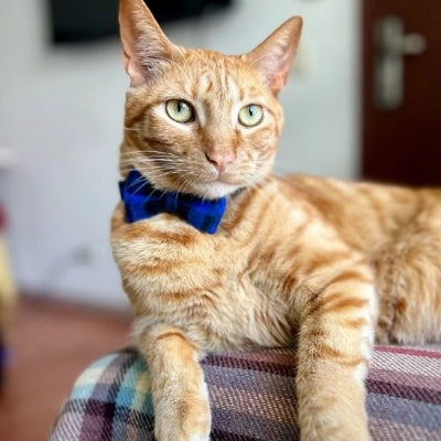 Chat roux allongé portant collier pour chat avec un nœud papillon bleu quadrillé.