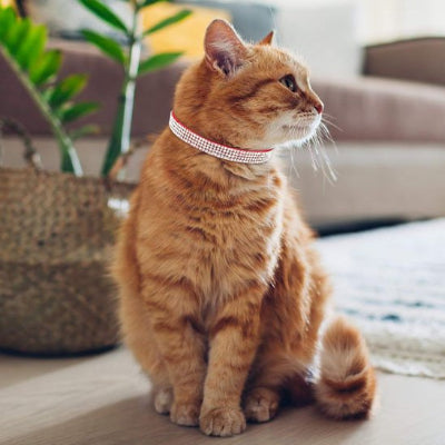 Chat roux assise avec collier chat rouge strass regarde intérieur maison