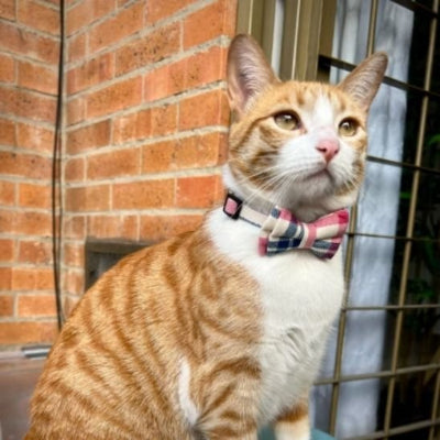 Chat roux assise avec collier pour chat avec un nœud papillon coloré sur tissu écossais quadrillé.