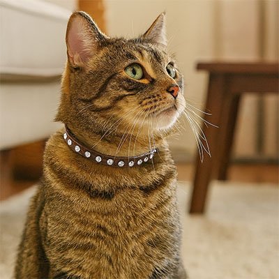 Chat roux avec collier pour chat kaki strass yeux vert attentif.
