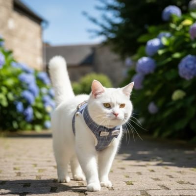 Chat roux dans un jardin avec son harnais chat bleu.