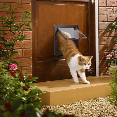 Chat roux et blanc sortant par une chatière sur porte bois.