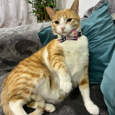 Chat roux tigré assise au canapé portant collier pour chat avec un nœud papillon coloré quadrillé
