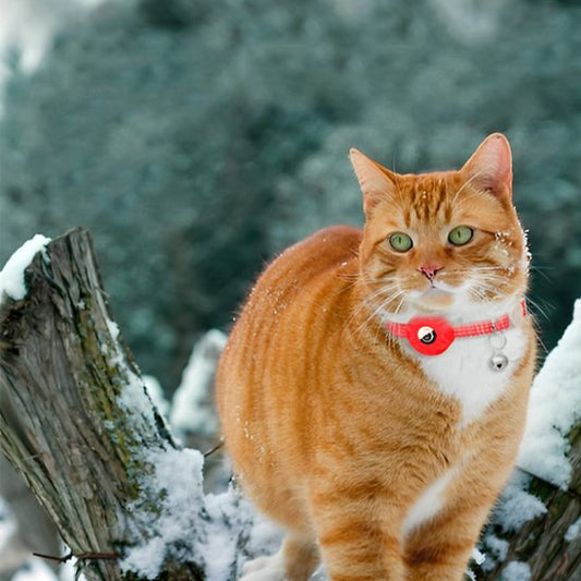 Chat roux tigré portant un collier GPS chat rouge assis sur un tronc enneigé en extérieur en hiver