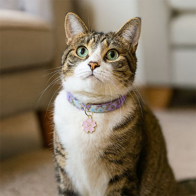 Chat tabby avec un collier pour chaton violet fleuri et pendentif.